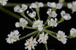 Coastal plain angelica